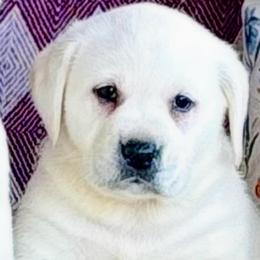 Boys 3 - Yellow male Labrador Retriever puppy in Jamestown, Ohio from Heartlands Quality Labrador Retrievers