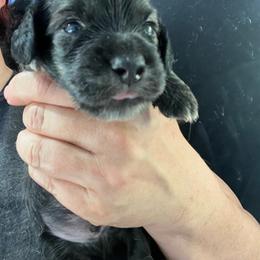 Brussel Sprout - Cream male Dachshund puppy in Bigfork, Minnesota from Dachshunds Up North