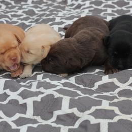 Labrador Retriever Puppies from Palm Beach Labradors