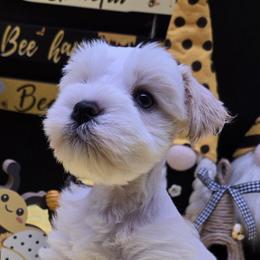 Tadashi - Parti male Miniature Schnauzer puppy in Hertford, North Carolina from Little Bug Schnauzers