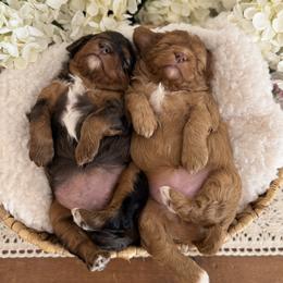 Bernedoodle and Cavapoo Puppies from Apricot Roots Doodles