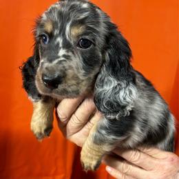 Pickles - Dapple male Dachshund puppy in Callahan, Florida from Faraway Farm Dachshunds