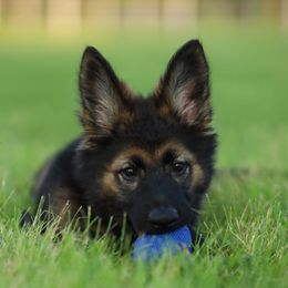 German Shepherd Puppies from Howixx German Shepherds