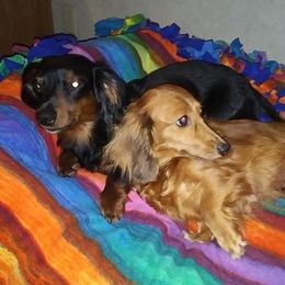 Dachshunds from Kristine Emery's Dachshunds