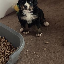 Bernese Mountain Dog Puppies from Hilltop K9