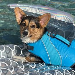 Pembroke Welsh Corgi All Grown Up from Han Dynasty Corgis