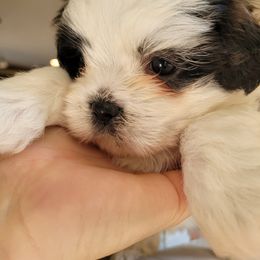 Shichon and Shih Tzu Puppies from Teddy Bear (Shichon) Puppies
