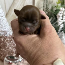 Ginger - Liver female Shih Tzu puppy in Glens Falls, New York from Shih Tzus N Giggles