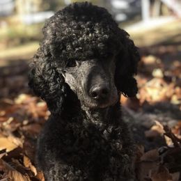 Poodles from Starfall Poodles