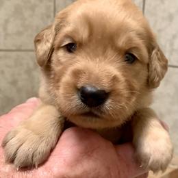 Pink Girl - Golden female Golden Retriever puppy in Bessemer City, North Carolina from Weaver Dairy Goldens