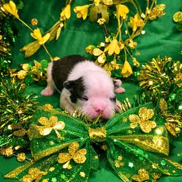 Classic Lady - Black brindle and white female Boston Terrier puppy in George West, Texas from JT Bostons
