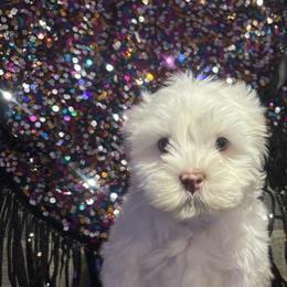 Shih Tzu puppies from Premium Pom’s and Tzu’s