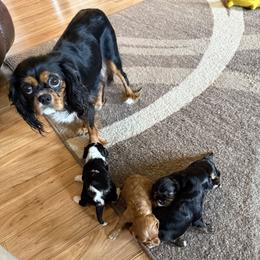 Cavalier King Charles Spaniel All Grown Up from Brattin Cavaliers