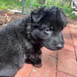 Dk. Blue Collar (Black) - Black male German Shepherd puppy in Kansas, Ottawa, Kansas from Import German Shepherds of Kansas