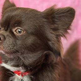 Chihuahuas and Yorkshire Terriers from Fiesta Pups