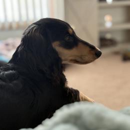 Halo - Black and cream female Dachshund puppy in Wampum, Pennsylvania from Southern Sash Doxies