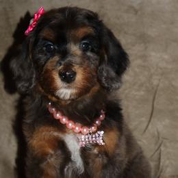 Prada - Tri-color female Bernedoodle puppy in Ohio from Moore Doodles