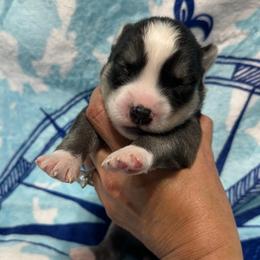 AKC Flint - Black and white male Siberian Husky puppy in Centreville, Maryland from Huskies By the Bay