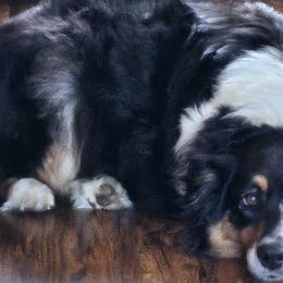 Australian Shepherds from Elk Ridge Australian Shepherds