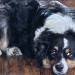 Australian Shepherds from Elk Ridge Australian Shepherds