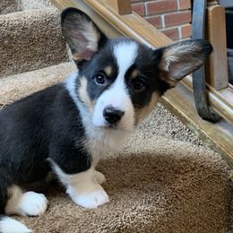 Boy 3 - Black and white Cardigan Welsh Corgi puppy in Amsterdam, New York from Castle Cardigan Welsh Corgis
