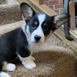 Boy 3 - Black and white Cardigan Welsh Corgi puppy in Amsterdam, New York from Castle Cardigan Welsh Corgis