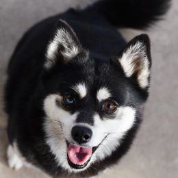 Tues - Pomsky