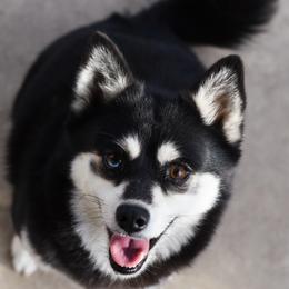 Tues - Pomsky