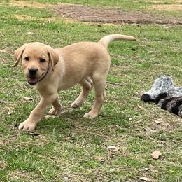 Labrador Retriever Puppies from Cajun Water Retrievers