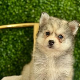 Milky-Way - Gray and white female Pomsky puppy in Mesa, Arizona from Platinum Pomskies