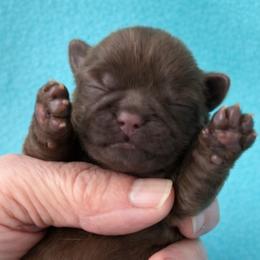 Holden - Chocolate male Shih Tzu puppy in Tallahassee, Florida from Bows and Bow Ties