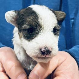 Female C - White black and tan female Wire Fox Terrier puppy in Morgantown, Indiana from Birchhurst Kennels Indiana