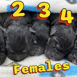 Girl 5 - Black and red female German Shepherd puppy in Davie, Florida from Vom Broward Haus