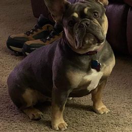 Lily - French Bulldog