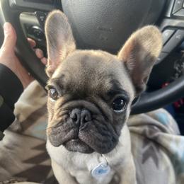 Pickles - Fawn male French Bulldog puppy in Sidney Center, New York from iFrenchi