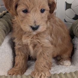 SM1 - Sugars Male 1 - Apricot Havapoo puppy in Burlington, Iowa from River View Puppies