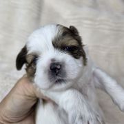 Gilligan - Brown and white male Shichon puppy in Ronda, North Carolina from Willow River