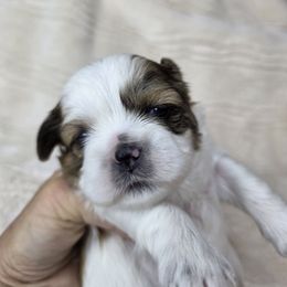 Gilligan - Brown and white male Shichon puppy in Ronda, North Carolina from Willow River