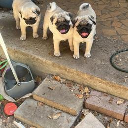 Pug Puppies from Pickwick Pugs