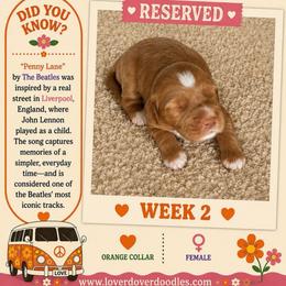 Penny Lane - Apricot female Goldendoodle puppy in Frostproof, Florida from Lover Dover Doodles