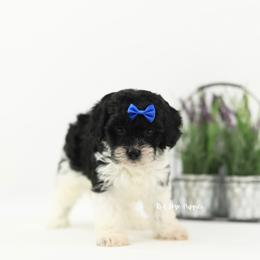 Rocket (Blue Collar Boy) - Black and white male Cavapoo puppy in Republic, Missouri from Red Skye Puppies