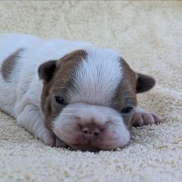 Bluey - Lilac male Boston Terrier puppy in Perry, Oklahoma from Sitsler Bostons