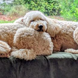 Goldendoodle Puppies from We R Mini Doodles