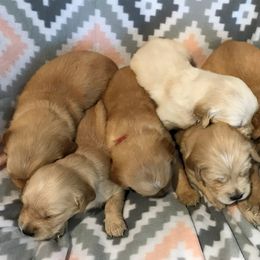 Golden Retriever Puppies from Big Rock Goldens