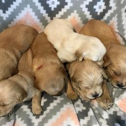 Golden Retriever Puppies from Big Rock Goldens