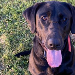 Jack Russell Terriers and Labrador Retrievers from Rose Haven farm
