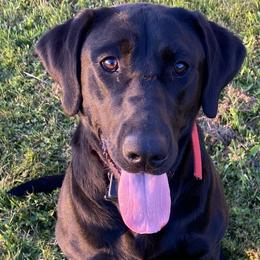 Jack Russell Terriers and Labrador Retrievers from Rose Haven farm