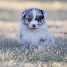 Clove - Blue merle female Miniature American Shepherd puppy in Stephenville, Texas from Diamond H Aussies