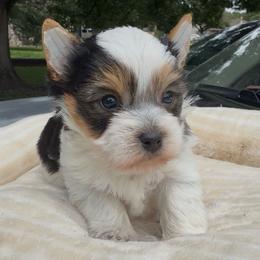 Biscuit - Black and gold male Yorkshire Terrier puppy in Houston, Texas from Little things