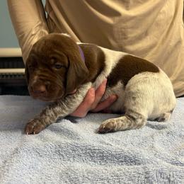 Purple band girl - Liver roan female German Shorthaired Pointer puppy in Sylvania, Alabama from Turner Delightful Dachshund Farm & German Short Hair Pointers